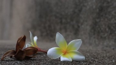 Güzel tatlı Plumeria çiçekleri, çiçek açmak, arka plan dokusu konsepti. Klasik ve doğal arka plan. Çiçeği kapat. Yere düştü..