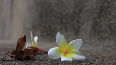 Güzel tatlı Plumeria çiçekleri, çiçek açmak, arka plan dokusu konsepti. Klasik ve doğal arka plan. Çiçeği kapat. Yere düştü..