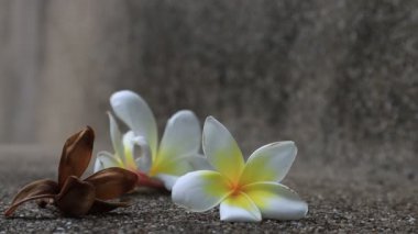 Güzel tatlı Plumeria çiçekleri, çiçek açmak, arka plan dokusu konsepti. Klasik ve doğal arka plan. Çiçeği kapat. Yere düştü..