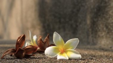 Güzel tatlı Plumeria çiçekleri, çiçek açmak, arka plan dokusu konsepti. Klasik ve doğal arka plan. Çiçeği kapat. Yere düştü..