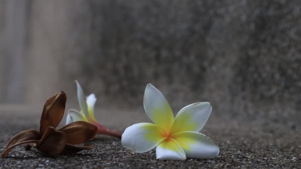 Όμορφα Γλυκά Λουλούδια Plumeria Ανθισμένα Έννοια Για Υφή Φόντου Vintage — Αρχείο Βίντεο