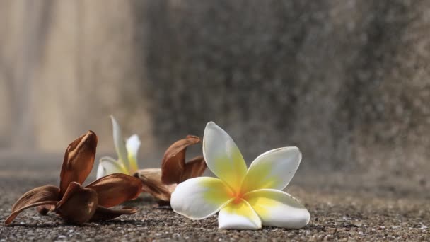 美しい甘いプルメリアの花 背景の質感のための概念 ヴィンテージとナチュラルの背景 花を閉めろ 床に落ちて — ストック動画