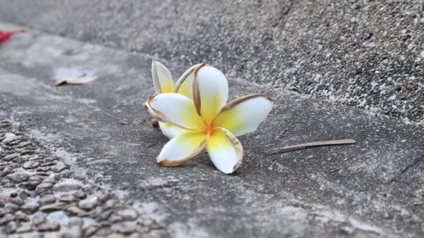 Mooie Zoete Plumeria Bloemen Bloeien Concept Voor Achtergrond Textuur Vintage — Stockvideo