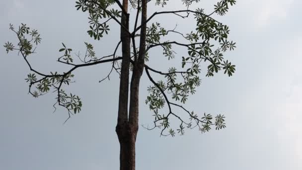 Ramo Árvore Bonita Fundo Azul Céu — Vídeo de Stock