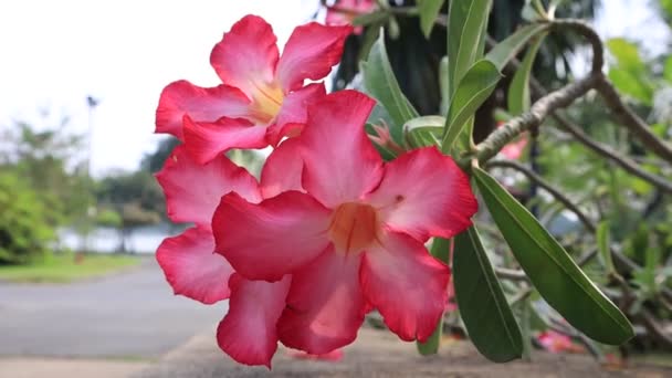 Cerrar Flor Rosa Jardín Fotografía Naturaleza Enfoque Selectivo Departamento Campo — Vídeos de Stock