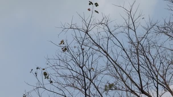 Hermosa Rama Árbol Sobre Fondo Cielo Azul — Vídeo de stock