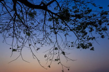 Gökyüzü günbatımı arka planında güzel bir siluet ağacı dalı.