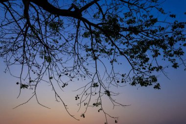 Gökyüzü günbatımı arka planında güzel bir siluet ağacı dalı.