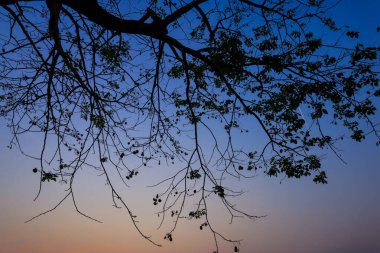 Gökyüzü günbatımı arka planında güzel bir siluet ağacı dalı.