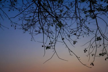 Gökyüzü günbatımı arka planında güzel bir siluet ağacı dalı.
