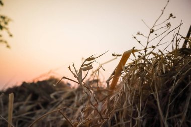 Gökyüzü günbatımı arka planında güzel bir siluet ağacı dalı.