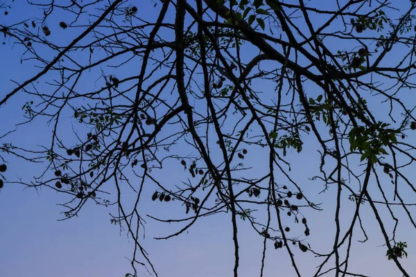 Όμορφο Κλαδί Δέντρο Σιλουέτα Στο Φόντο Ηλιοβασίλεμα Ουρανό — Φωτογραφία Αρχείου