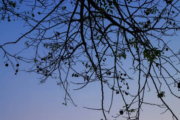 Vacker Silhuett Träd Gren Himlen Solnedgång Bakgrund — Stockfoto