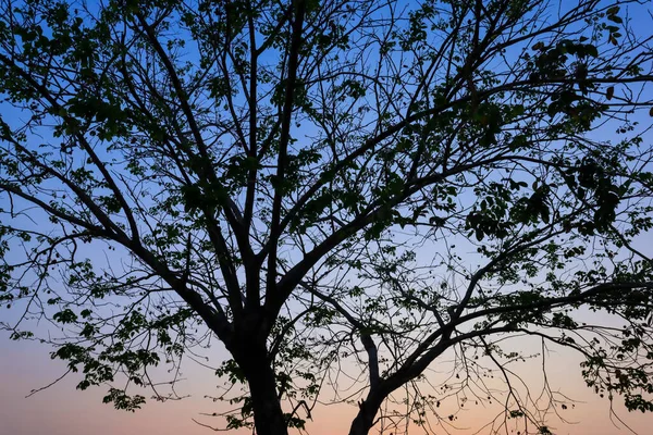 Vacker Silhuett Träd Gren Himlen Solnedgång Bakgrund — Stockfoto