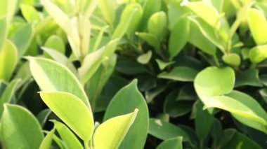 Bahçedeki yeşil yaprağı kapat. doğa görüntüleri.