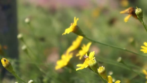 Közelkép Sárga Kozmosz Virágok Vagy Kén Kozmosz Parkban Erdő Közepén — Stock videók