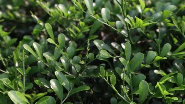 Nahaufnahme Grüner Blätter Garten Naturaufnahmen — Stockvideo