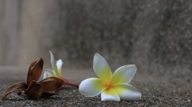 Güzel tatlı Plumeria çiçekleri, çiçek açmak, arka plan dokusu konsepti. Klasik ve doğal arka plan. Çiçeği kapat. Yere düştü..