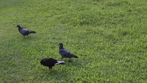 Sokak güvercinleri parktaki ekmek kırıntılarını yerler. Kuşlar yeşil çimlerin üzerinde yürür. hayvan vahşi yaşam.