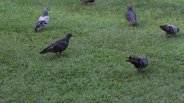 街上的鸽子吃公园里的面包屑 鸟儿在绿色的草地上散步 野生动物 — 图库视频影像