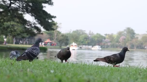 Pouliční Holubi Jedí Drobky Chleba Parku Pták Kráčí Travnatém Poli — Stock video