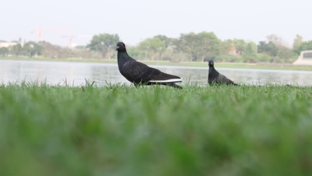 Sokak Güvercinleri Parktaki Ekmek Kırıntılarını Yerler Kuşlar Yeşil Çimlerin Üzerinde — Stok video