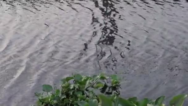 Wateroppervlak Close Zicht Reflecterend Wateroppervlak Met Golven Rimpels Zonsondergang — Stockvideo