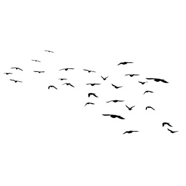Beyaz arka planda uçan kuş siluetleri. Vektör çizimi. İzole kuş uçuşu. dövme tasarımı.