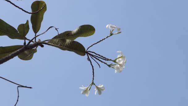 美しい甘いプルメリアの花 孤立した花 ヴィンテージとナチュラルの背景 花を閉めろ 空を背景に — ストック動画