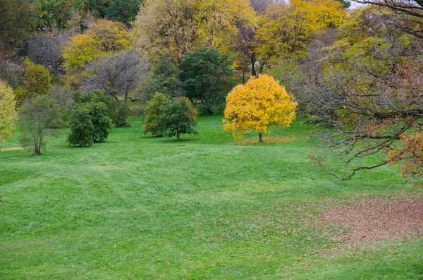Copac galben în parc Fotografie de stoc
