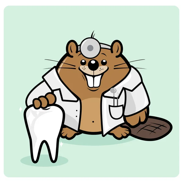 Odontólogo castor sosteniendo un diente sano . — Archivo Imágenes Vectoriales