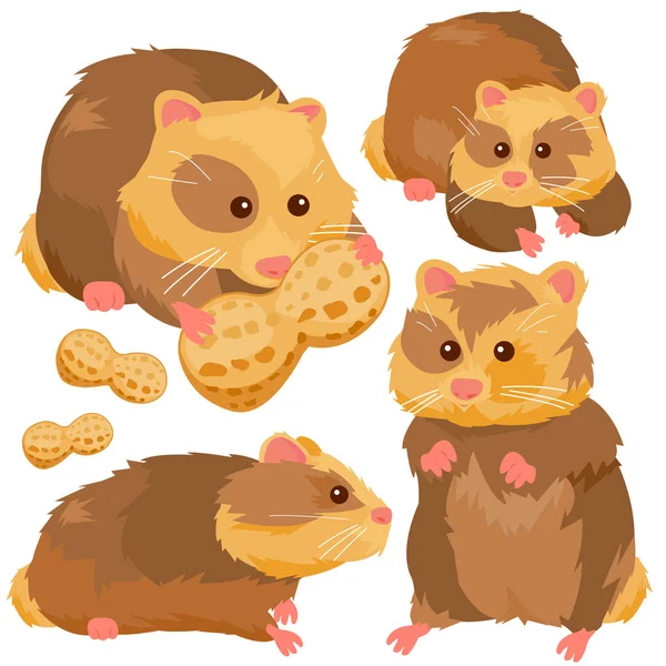 Ensemble vectoriel hamsters — Image vectorielle