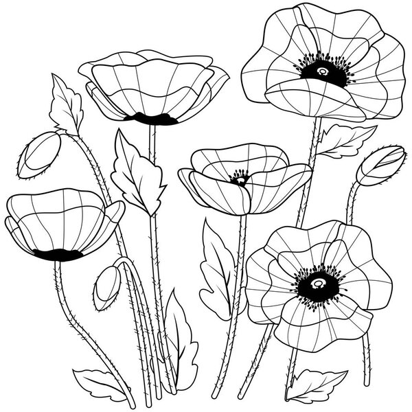 Poppies. Black and white coloring book page.