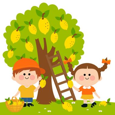 Limon hasat çocuklar