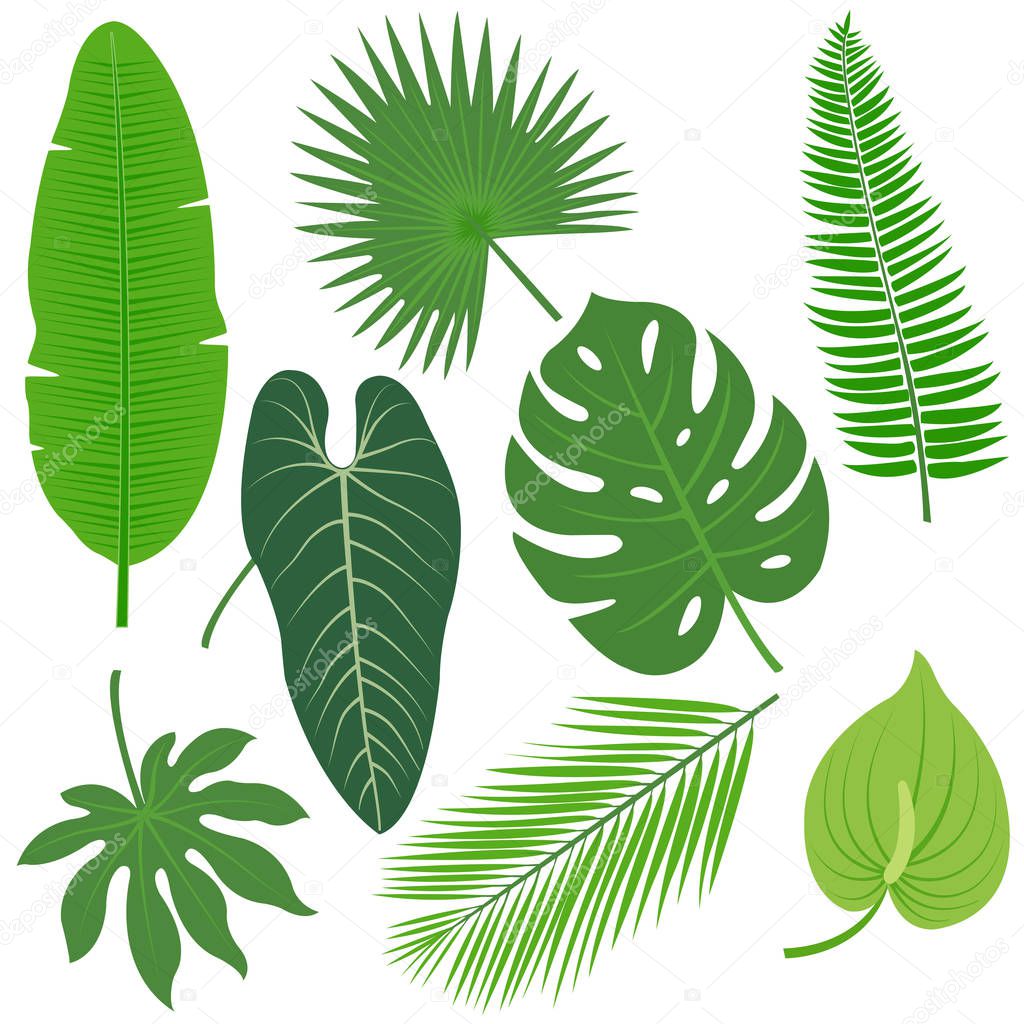 Tropical plant leaves vector collection.