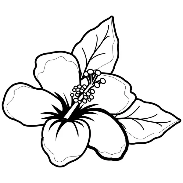Floarea hawaiiană de hibiscus. Pagina de carte de colorat alb-negru — Vector de stoc