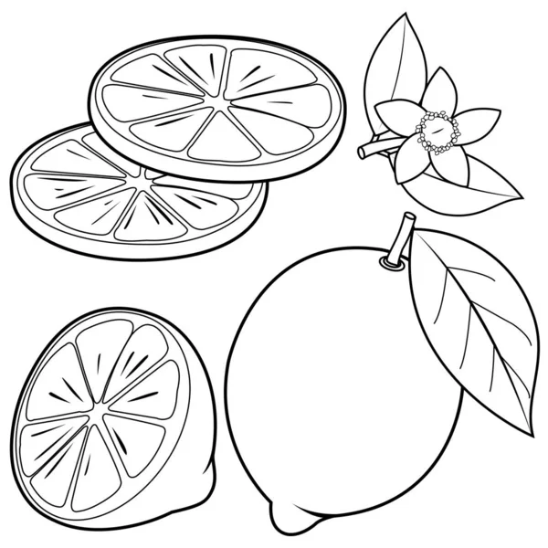 Frutos de limón enteros y medio cortados, flores y hojas de limón. Vector blanco y negro para colorear página . — Vector de stock