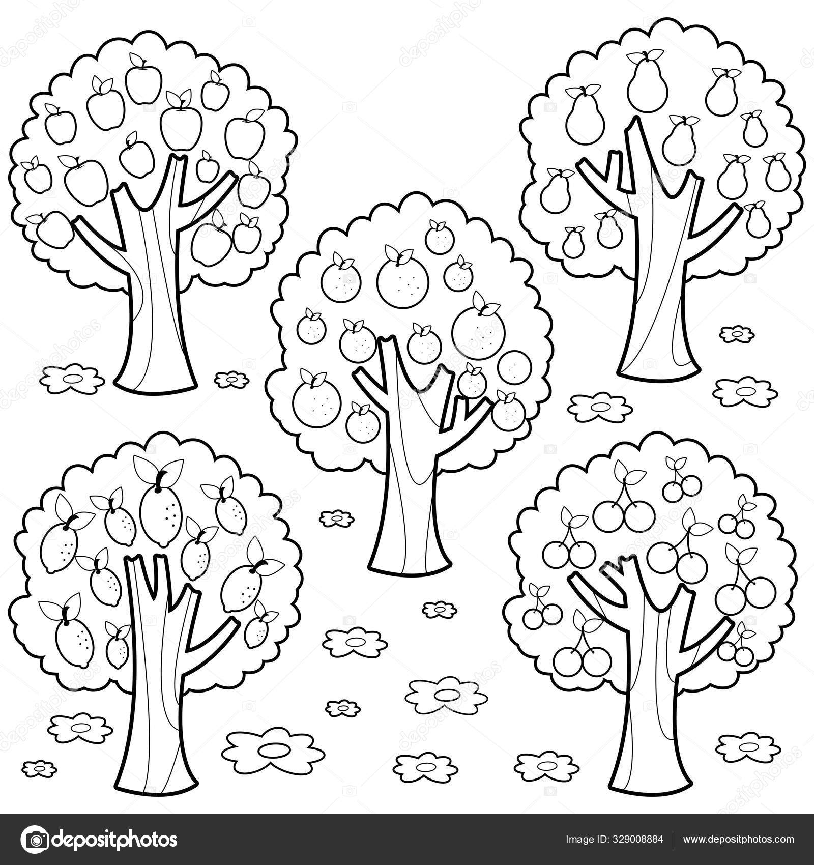 Orange Tree Coloring Pages