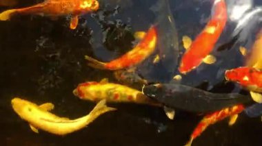 Bahçe içinde güzel süslü carps