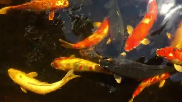 庭園の美しい高級鯉 — ストック動画