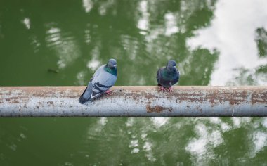 İki pegions bir eski boru