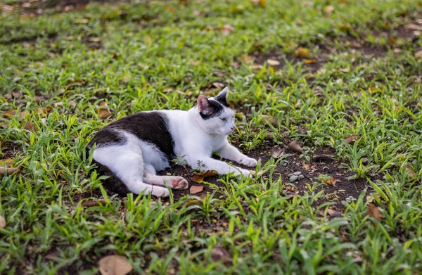 Zweifarbige Katze auf Gras — Stockfoto