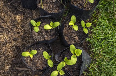 Gün ışığında taze bitki