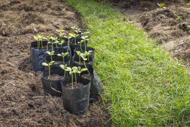 Gün ışığında taze bitki