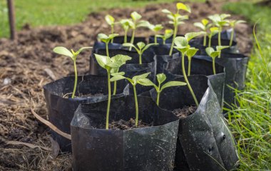 Gün ışığında taze bitki