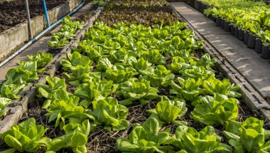 Bir çiftlikte büyüyen sebze