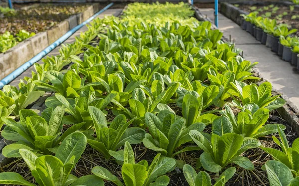 Cultivo de hortalizas en una granja — Foto de Stock