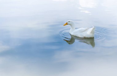 Sakin sahnesinde bir ördek