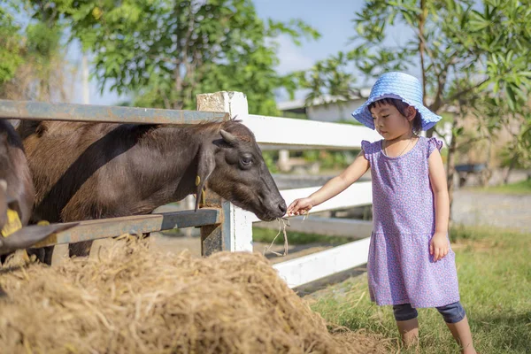 Маленькая девочка кормит бизонов — стоковое фото
