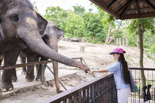 Khao Kheow Open Zoo — Stockfoto